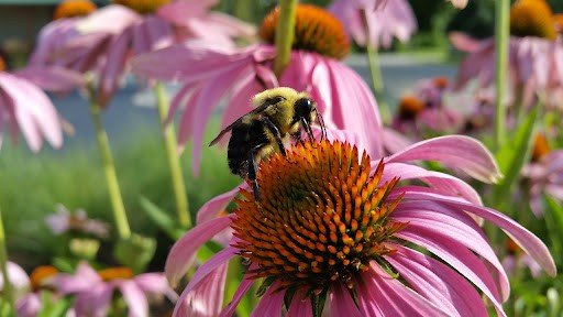 facts about flowers