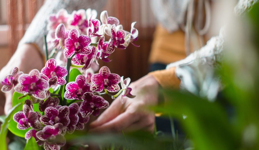 Right Flowers as gift