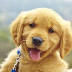Craigslist Phoenix Pets