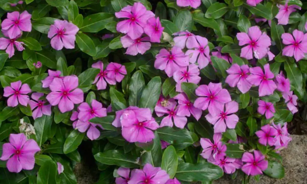 Versatile Uses of Vinca in Floral Arrangements - MozUsa