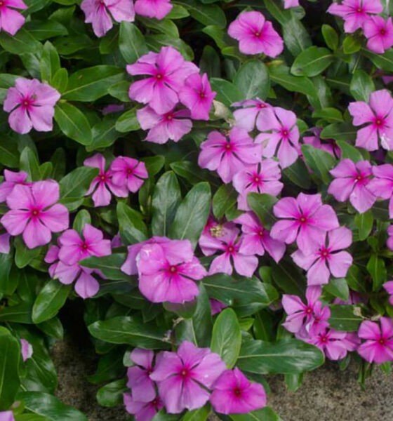 uses of vinca in floral arrangements