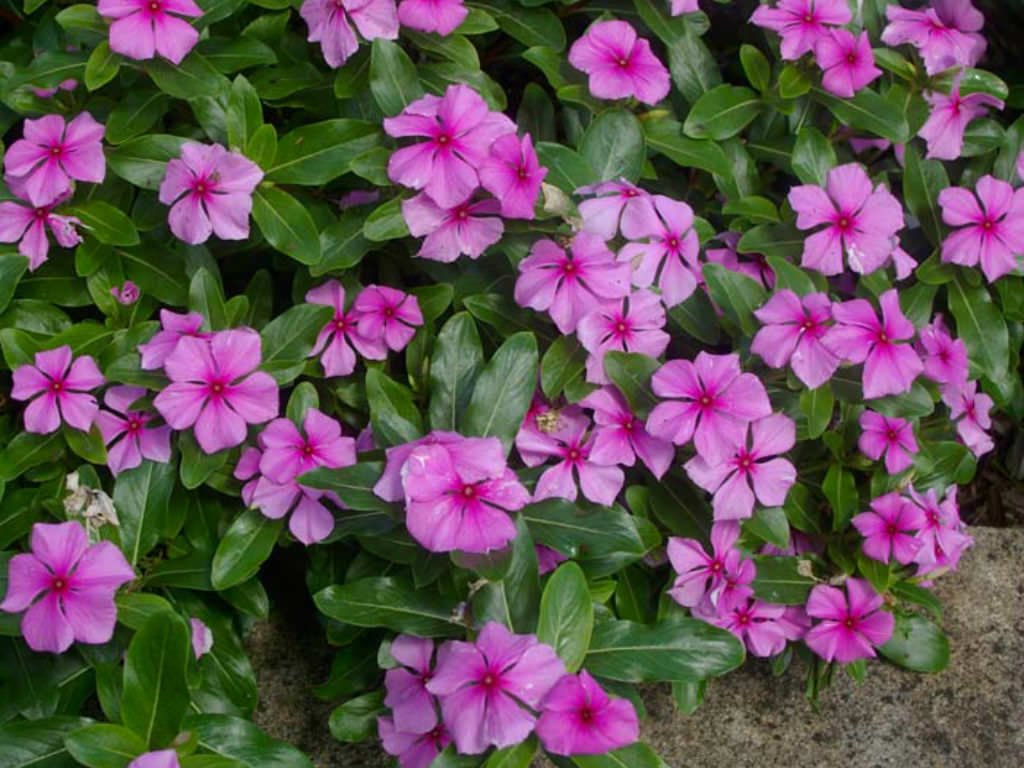 uses of vinca in floral arrangements