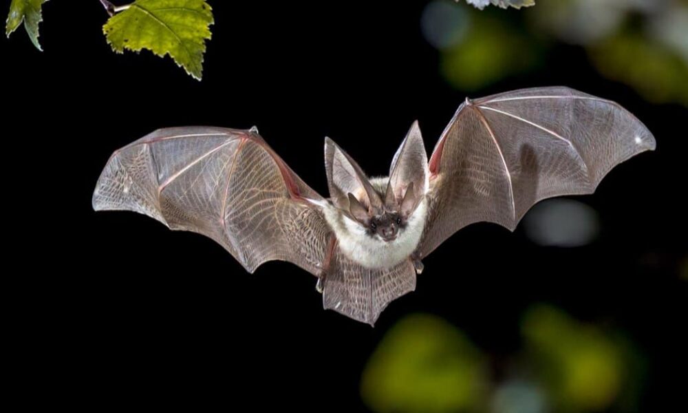 bat knees