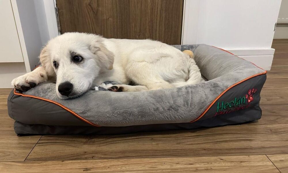 What the Heckin Dog:
