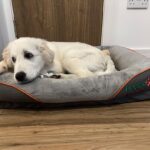 What the Heckin Dog: