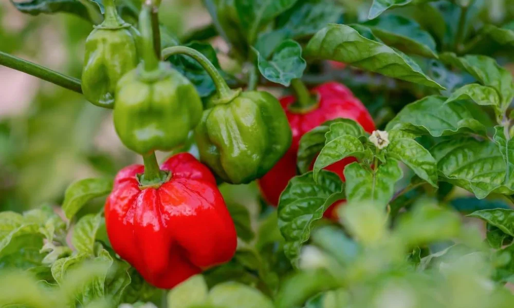 Scotch Bonnet Pepper