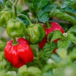 Scotch Bonnet Pepper