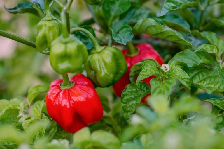 Scotch Bonnet Pepper